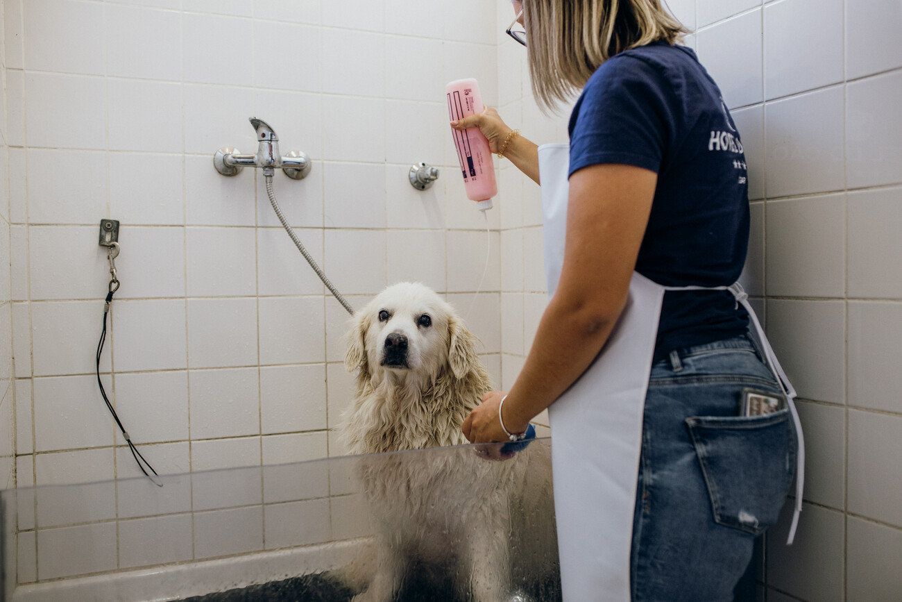 pet training and playing in the park